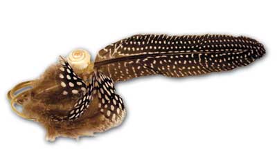 Perlhuhnfeder mit Schneckenmuschel Perlhuhnfeder mit Schneckenmuschel