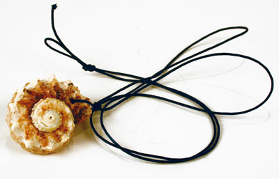 Spiralmuschel Spiralmuschel