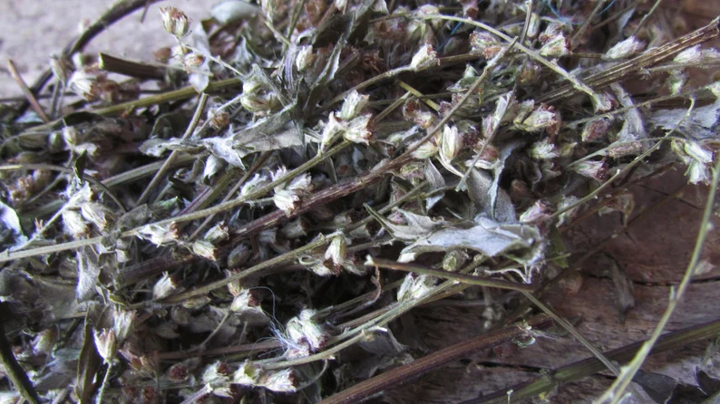 Beifuß, ganze Pflanze, natur 10 g, eigener Anbau, getrocknet