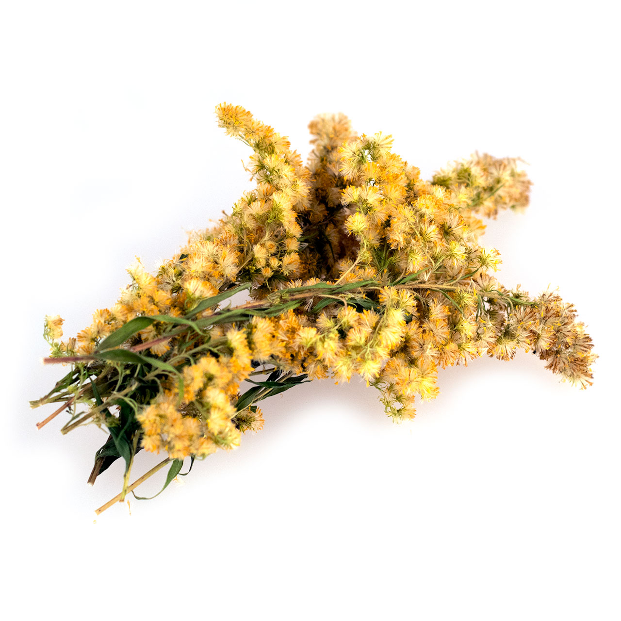 Goldrute, ganze Pflanze natur, eigener Anbau,10 g Goldrute, ganze Pflanze natur, eigener Anbau,10 g
