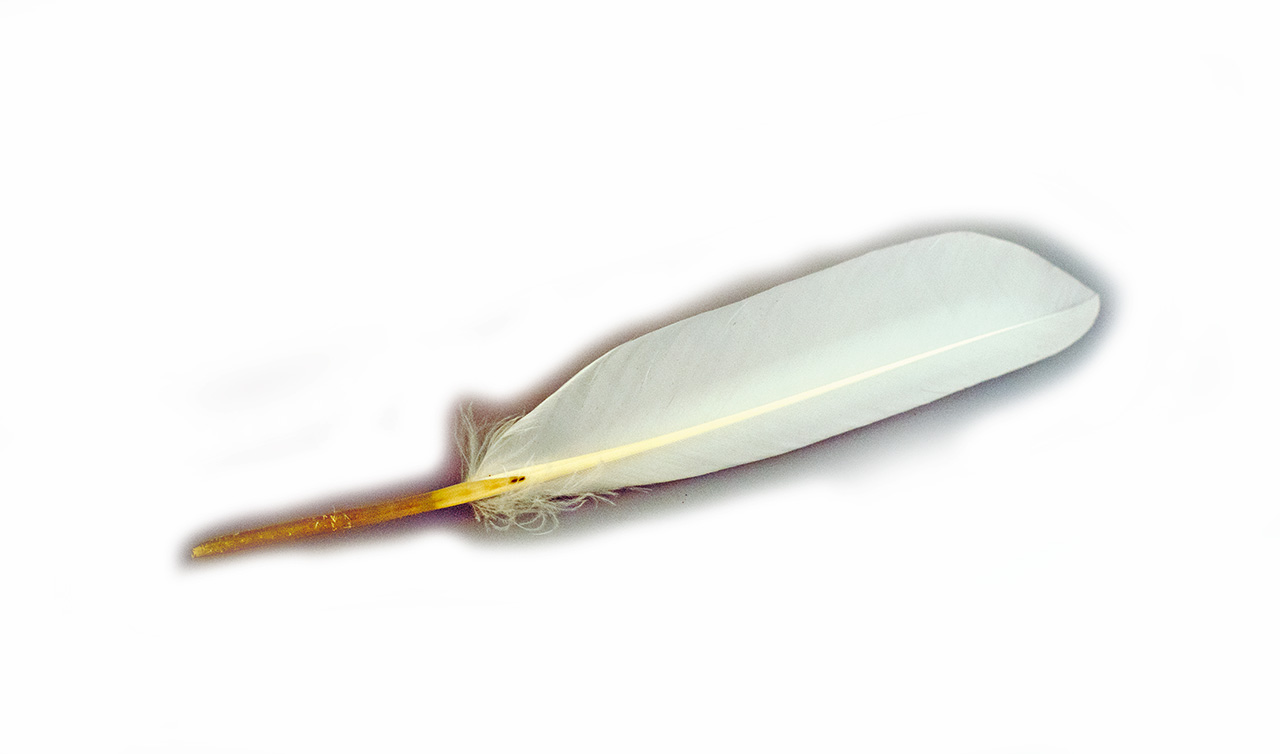 Gänsefeder, weiß, natur Gänsefeder, weiß, natur