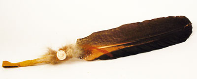 Pfauenprachtfeder, dunkel Pfauenprachtfeder, dunkel