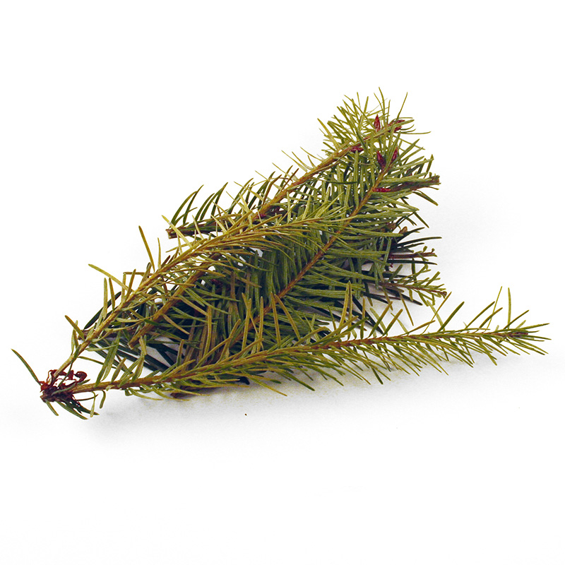 Douglasie ganze Pflanze 10 g, natur, eigener Anbau, getrocknet Douglasie ganze Pflanze 10 g, natur, eigener Anbau, getrocknet