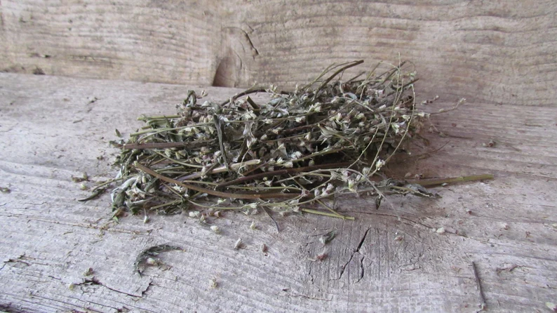 Beifuß, ganze Pflanze, natur 10 g, eigener Anbau, getrocknet Beifuß, ganze Pflanze, natur 10 g, eigener Anbau, getrocknet