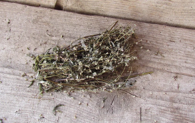 Beifuß, ganze Pflanze, natur 10 g, eigener Anbau, getrocknet Beifuß, ganze Pflanze, natur 10 g, eigener Anbau, getrocknet