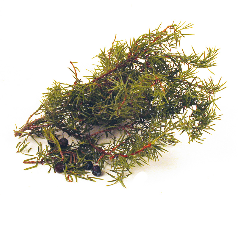 Wacholder natur 10 g, ganze Pflanze, getrocknet Wacholder natur 10 g, ganze Pflanze, getrocknet