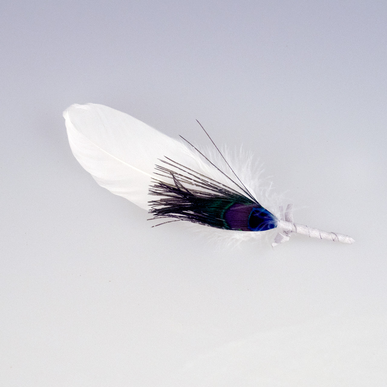 mittelgroße Gänsefeder mit Pfauenauge mittelgroße Gänsefeder mit Pfauenauge