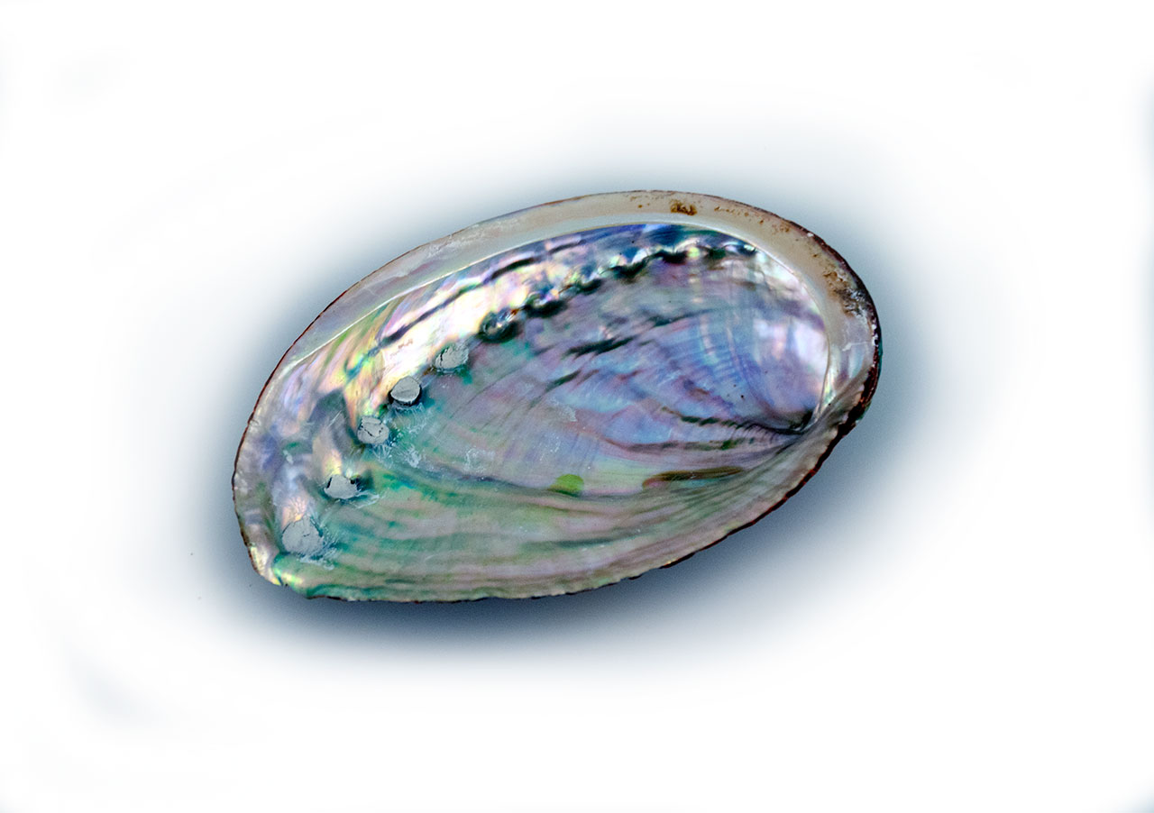 Abalonemuschel Abalonemuschel