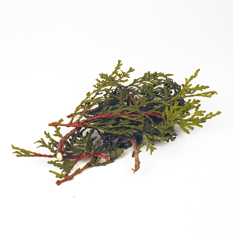 Thuja, ganze Pflanze 10 g, natur, eigener Anbau, getrocknet Thuja, ganze Pflanze 10 g, natur, eigener Anbau, getrocknet